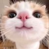 oun.neth706