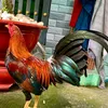 huy 🐓