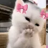 bila_t0t