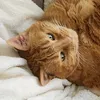 fan_de_chat_tw