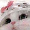 theary.hello.kitt