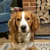 senor_spaniel