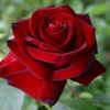 hasretimsin693