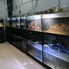 jual.ikan.hias3