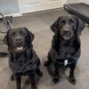lifewithmylabs