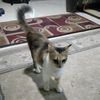 aisyah_1z