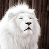 white.lion219