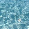 jelly.fish932