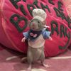 Diary of the Rat Planet