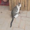 supercator6