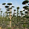 amazon.nursery1