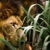 theking_777778