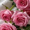 user4860226024832