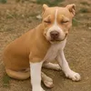 dvidtmr2