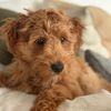 wagsbywinston4