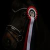 jack..dressage