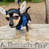 ottothepawsomechichi