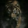tuncay_9_