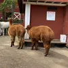 lyngbt
