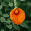 sahin.ahmed575