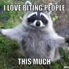 raccoonns11