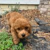 gigi.the.goldendo