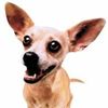 tacobelldogfrommexico