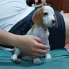 maxithebeagle1