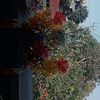 joged.bali8