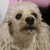 phelluvr