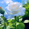 bluesapphire496