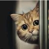 noran.ahmed4586