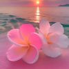 amena_546