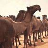 abhamad_22