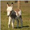 AnimalsThar