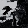 stive_crow