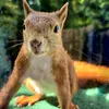 squirrellove_windowsill