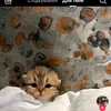 sitdkjdtpdc