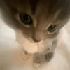 nnhzchuc