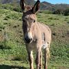 Kindheart horse sanctuary