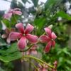চার সন্তানের জননী🥰