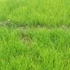 amani49685