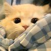 alisha123_53