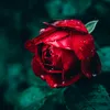 love_dose_ever