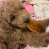 ilovedogsespecial