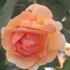 clara_eclat14