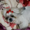 pityuau