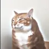 fudgi286