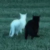 zz4_77