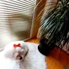 sofija.martinovic8